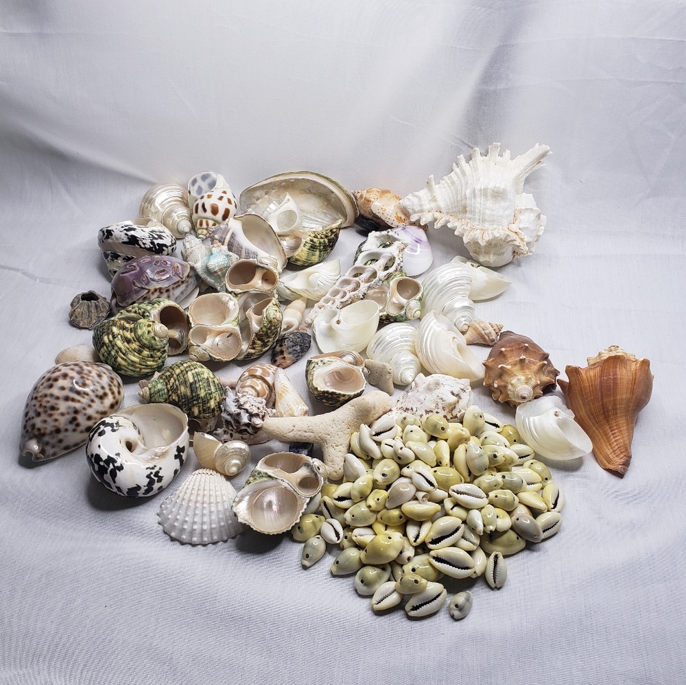 Assorted Seashell Collection 3.8 Pounds For Crafting Decor
